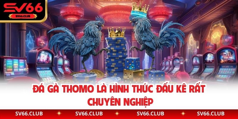 Đá gà Thomo là hình thức đấu kê rất chuyên nghiệp
