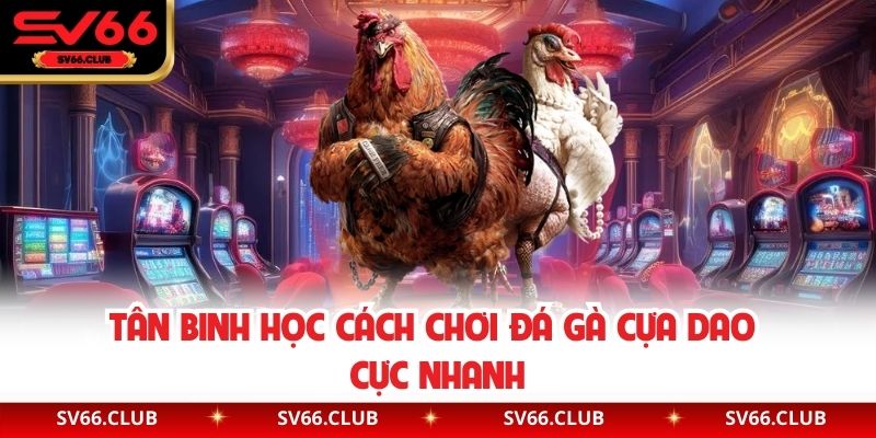 Tân binh học cách chơi đá gà cựa dao cực nhanh