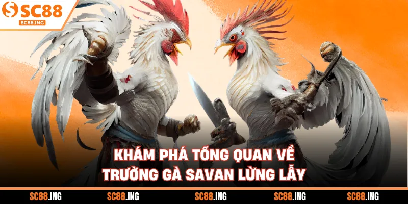 Khám phá tổng quan về trường gà Savan lừng lẫy